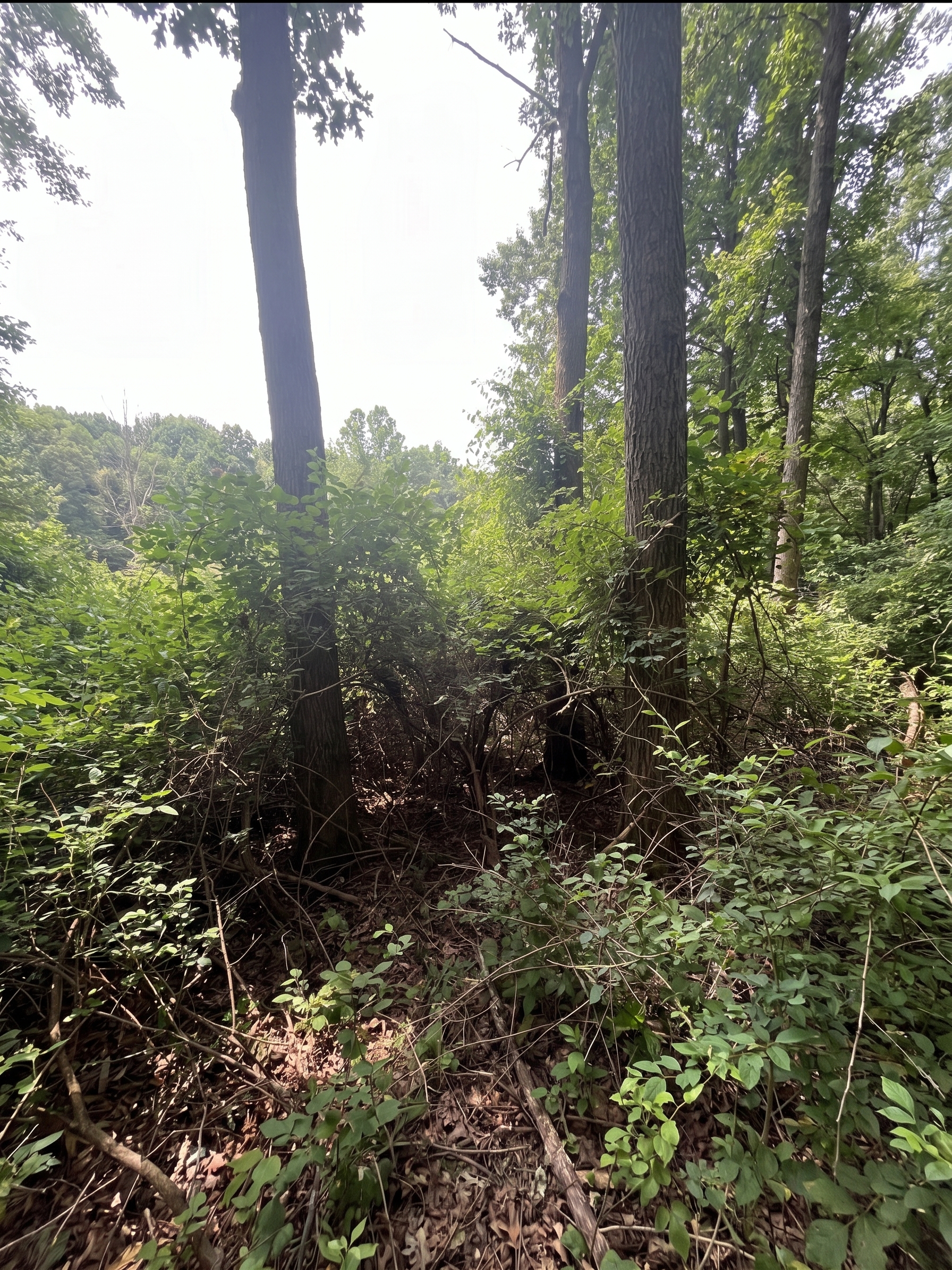 Overgrown Cincinnati-area property before brush removal